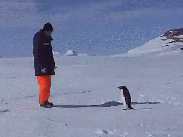 bardzo zly pingwin