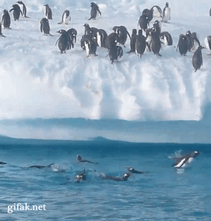 Pingwin wyskakuje z wody